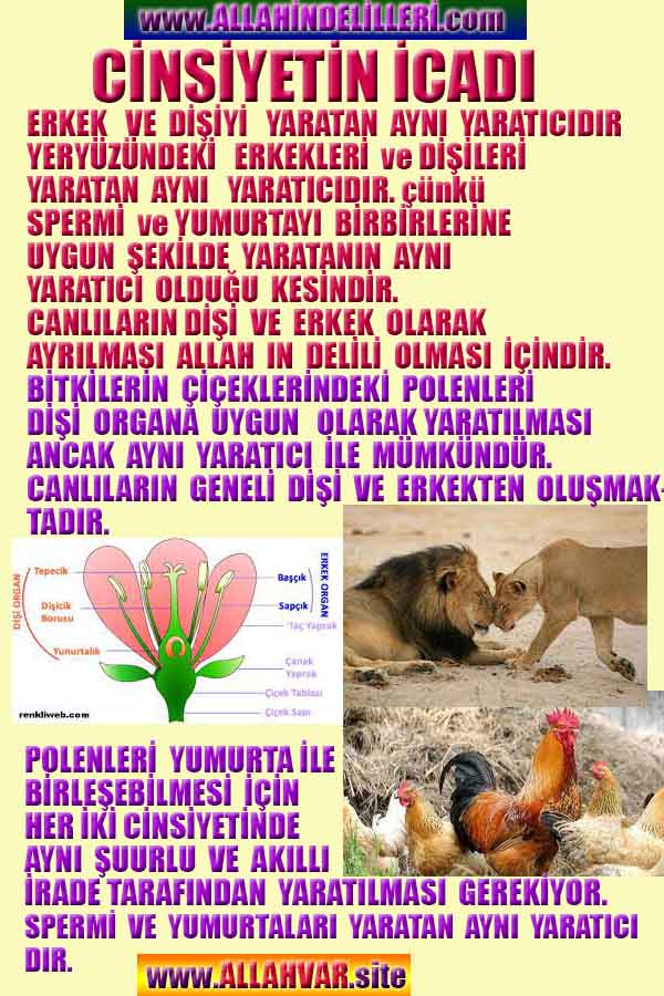 Resim 5