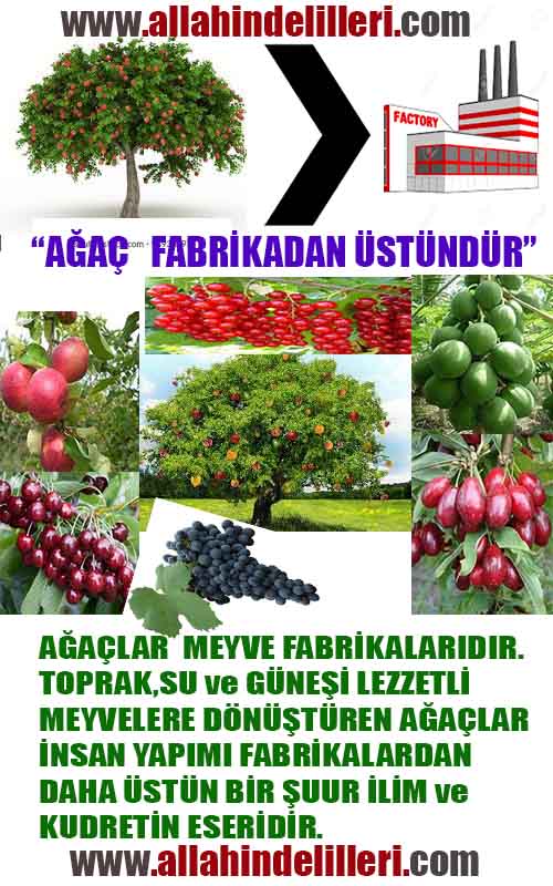 Resim 7
