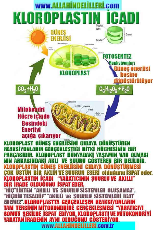 Resim 5