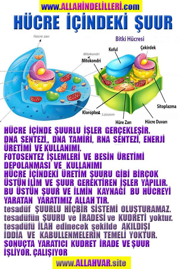 Resim 9