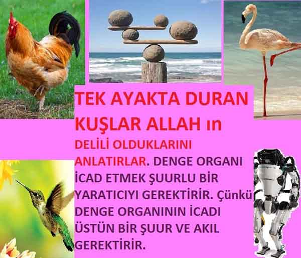 Resim 5