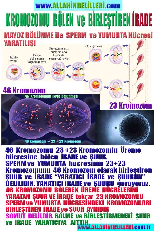 Resim 1