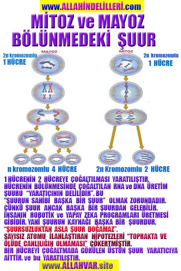 Resim 4