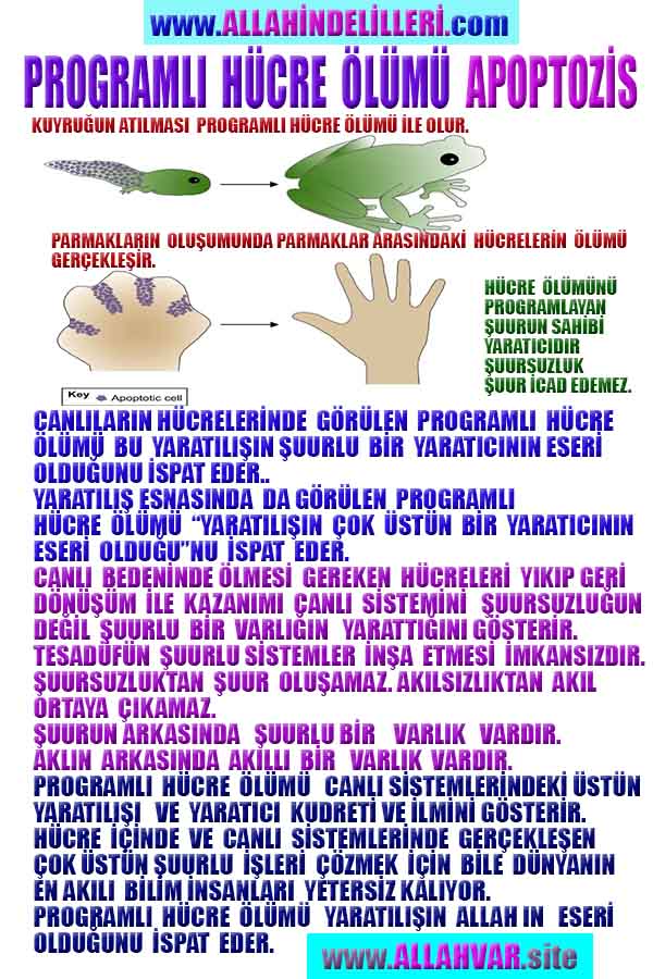 Resim 1