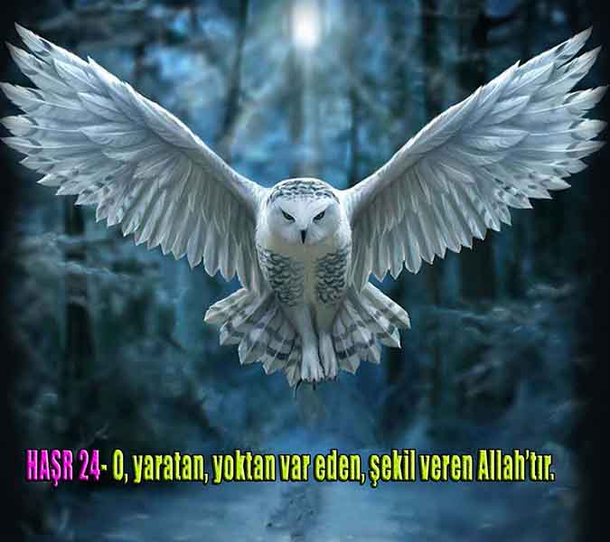 Resim 8